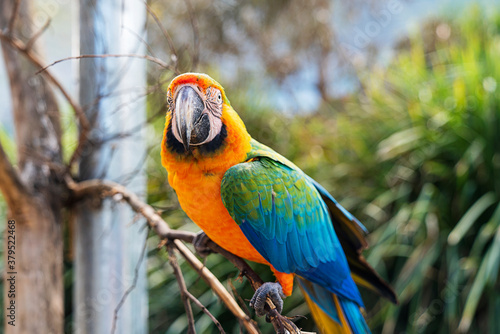 Wallpaper Mural Exotic Bird Torontodigital.ca