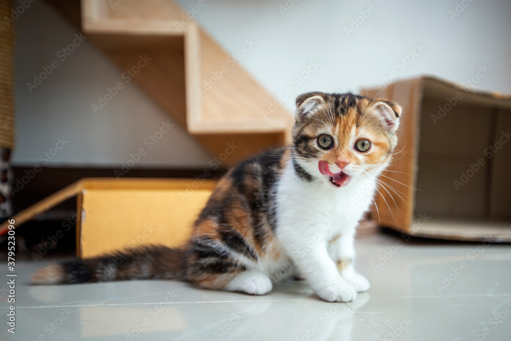 Scottish fold cat are playing in the house. Tricolor kitten are sitting on cement floor in the morning. Kittens with folding ears are eaing food.