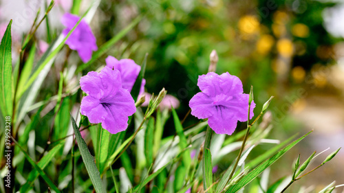 Purple flowers in the meadow