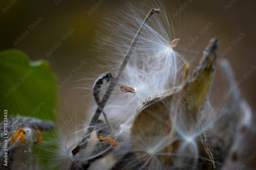 milkweed seed
