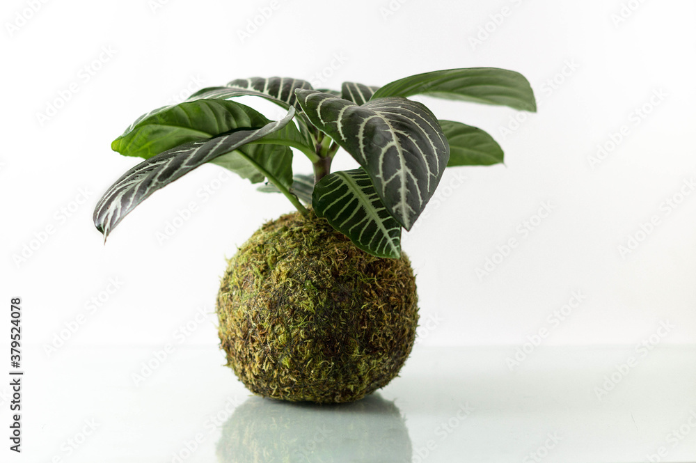 planta de interior tropical en bola de musgo o kokedama sin maceta en fondo  blanco Stock Photo | Adobe Stock