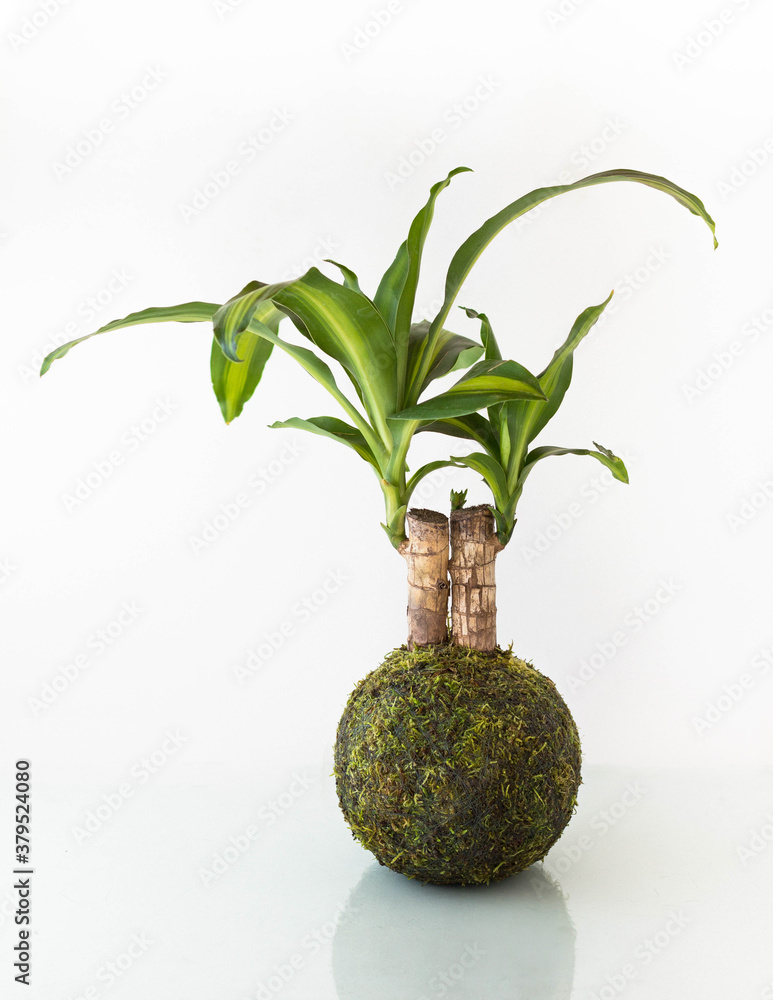 planta de interior tropical en bola de musgo o kokedama sin maceta en fondo  blanco Stock Photo | Adobe Stock