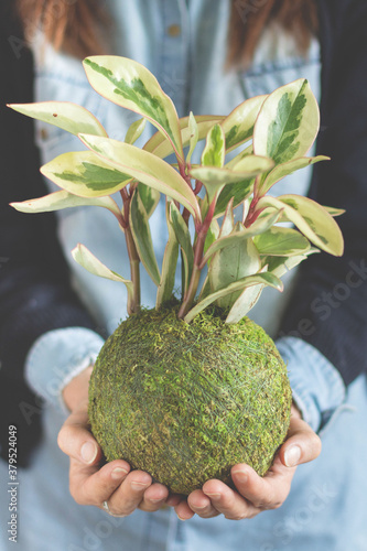 Mujer con camisa celeste y chaqueta negra sosteniendo con ambas manos una bola de musgo o kokedama planta de interior peperomia photo