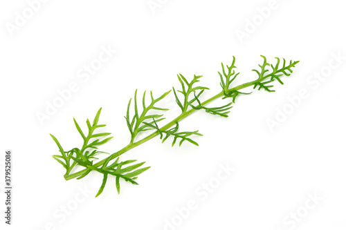 Green leaf on a white background, tropical weed.