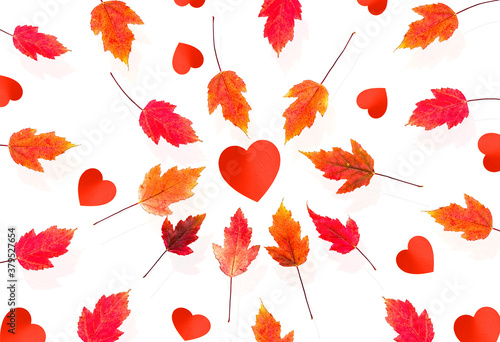 Pattern of bright red  maroon autumn leaves on a white background