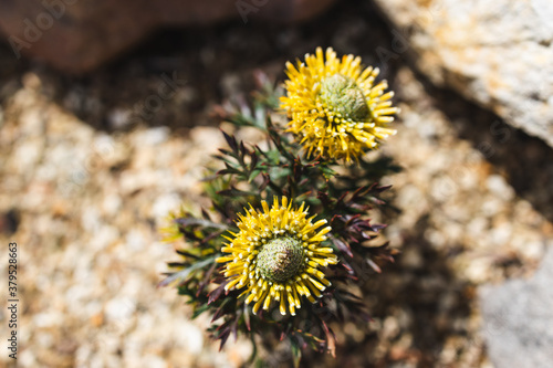 close-up of native Australian yellow isopogon sunshine plant outdoor in a sunny backyard