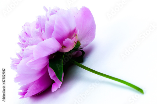 Beautiful pink peony flower isolated on white background. Lush peony