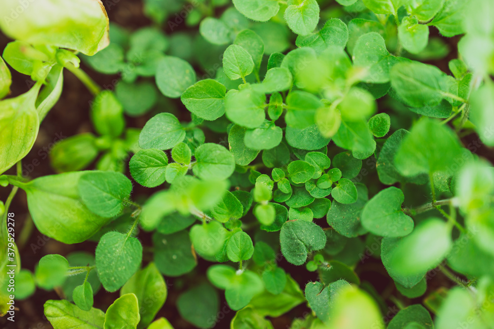 oregano plant outdoor in sunny vegetable garden oregano plant outdoor in sunny vegetable garden