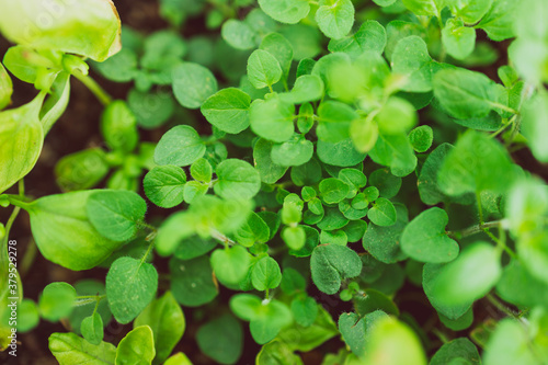 oregano plant outdoor in sunny vegetable garden