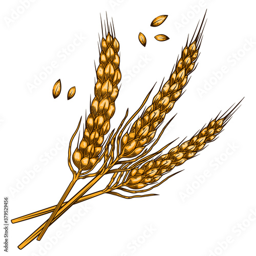 Illustration of wheat spikelets in engraving style. Design element for poster, card, banner, menu. Vector illustration