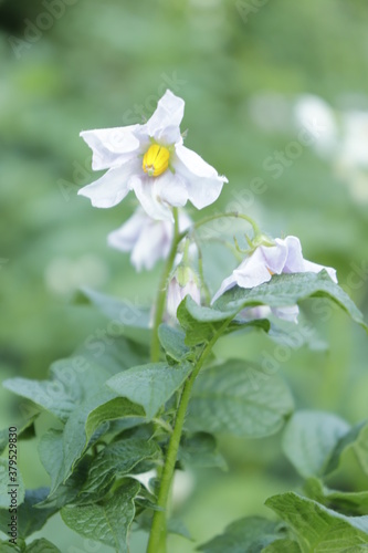 Fototapeta Naklejka Na Ścianę i Meble -  Blossoming of potato fields, potatoes plants with white flowers growing on farmers fiels