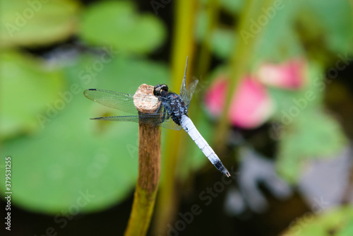 Blue male dragonfly (Orthetrum melania) stay on a branch in the lotus pond. photo