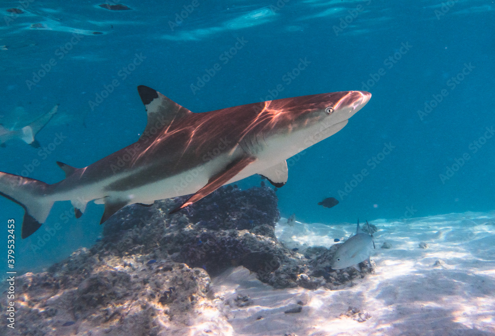 Fototapeta premium attention