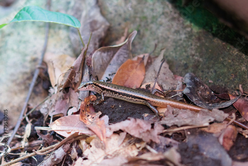 Indian Forest Skink (Sphenomorphus indicus formosensis) hiding in the death leaves under the stone.
