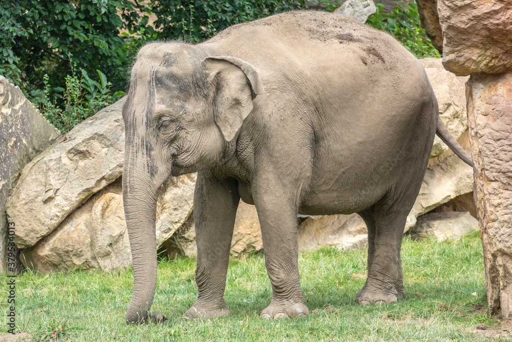 Fototapeta premium Elephant in zoological garden