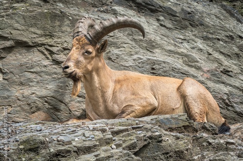 Ibex on the rock mountain