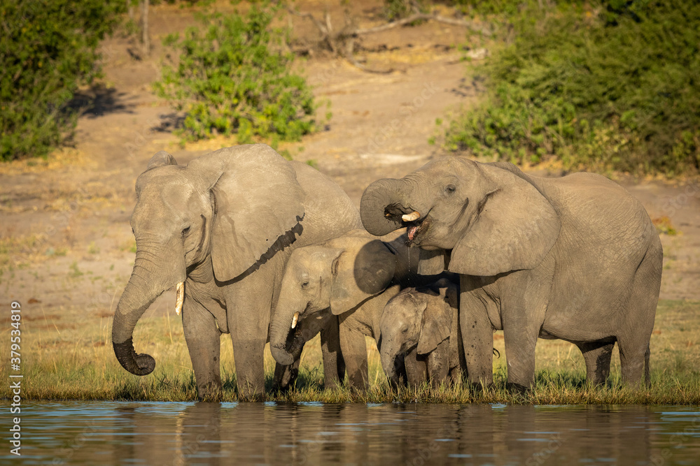 Obraz premium Small herd of elephants standing at edge of water drinking in Chober River in Botswana