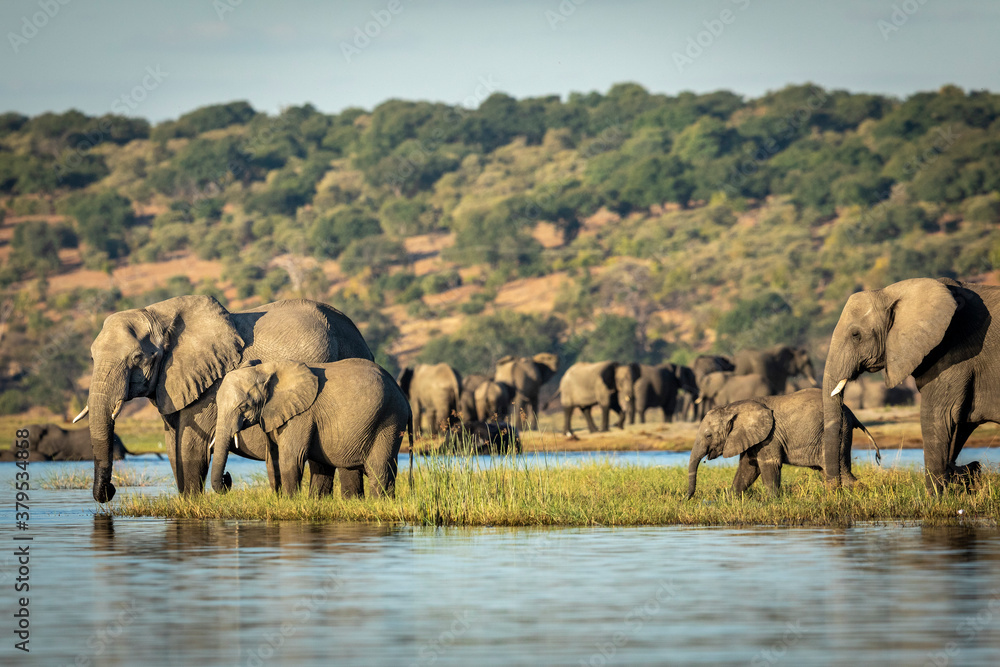 Obraz premium Big elephant herd standing by edge of Chobe River drinking water in golden afternoon light in Botswana