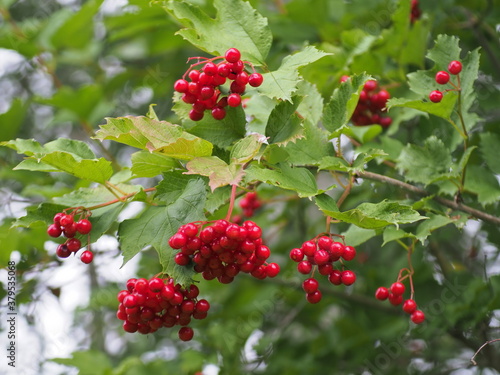 Viburnum opulus red berries and colored leaves