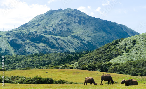 Three water buffalo are eating grass on the meadow against the mountain (Mt. Qixing) background. Qingtiangang Circular Trail at Yangmingshan National Park .