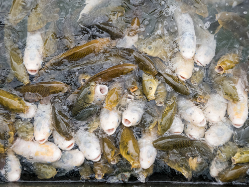 Papier peint carp fish during feeding frenzy