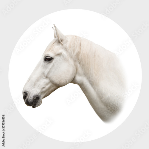 portrait white horse isolated on circle background