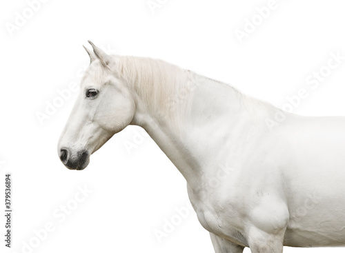 portrait white horse isolated on white background