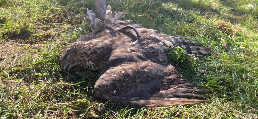 Fototapeta premium duck in the grass