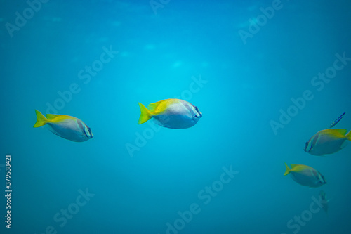 Fototapeta Naklejka Na Ścianę i Meble -  海中で泳ぐたくさんの魚
