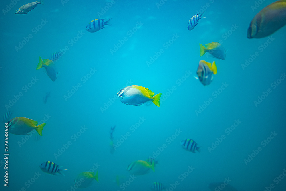 海中で泳ぐたくさんの魚 Stock Photo Adobe Stock