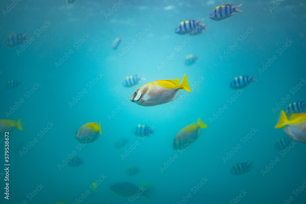 海中で泳ぐたくさんの魚 海中で泳ぐたくさんの魚