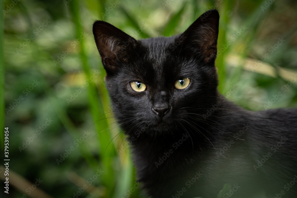 Katze, schwarz, Augen, Blicken ,Natur , Tier
