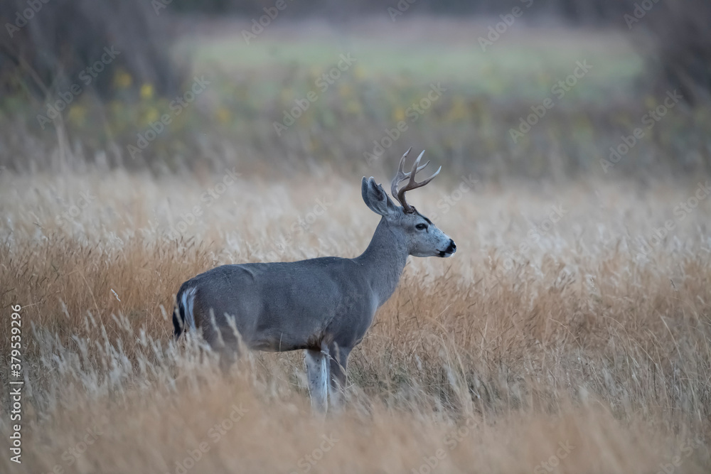 Obraz premium Male Mule Deer in the Bush