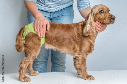 Woman changing diaper of her dog - estrus cycle concept