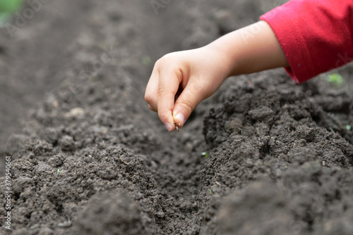 人参の種まき（子ども）
