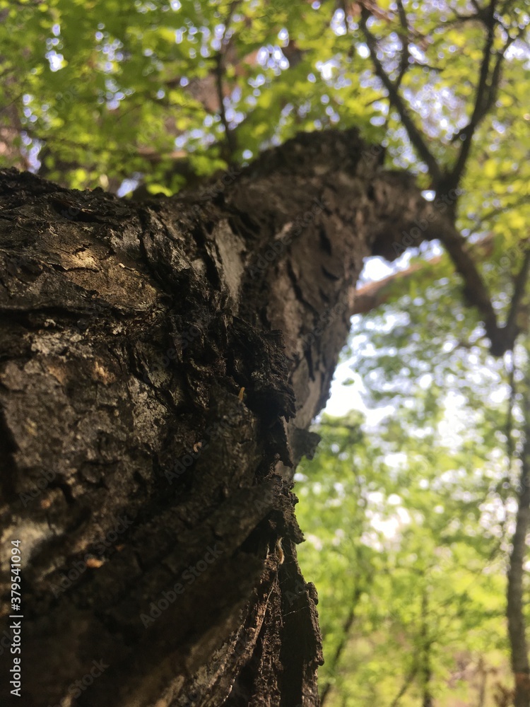 trunk of a tree