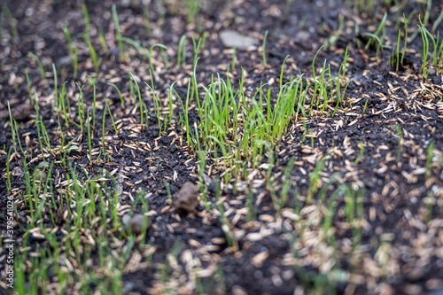 Fresh green spring gras closeup Lawn grass sprouting  sowing crops and grains