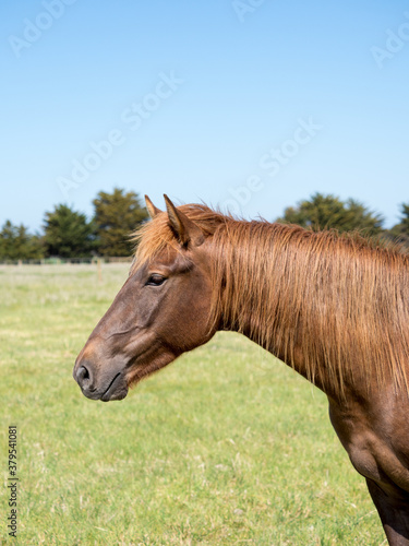portrait of a horse in the field side view © SKOVAX