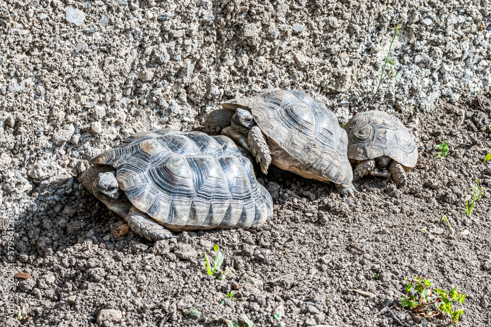 Obraz premium Turtle Testudo Marginata european landturtle family three turtles different size baby parents lined up closeup wildlife