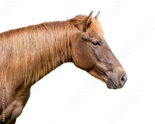 portrait horse isolated on white background