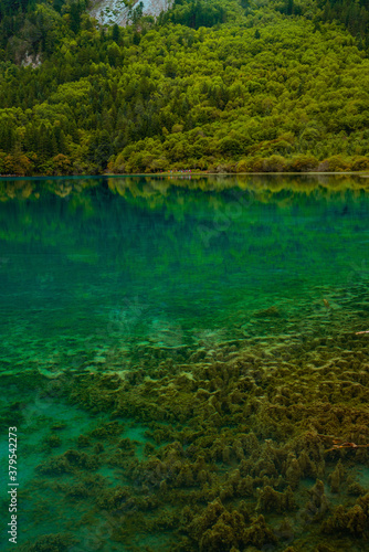 The beautiful turquoise water in  lakes with forest in Jiuzhai Valley  in Sichuan  China  summer time.