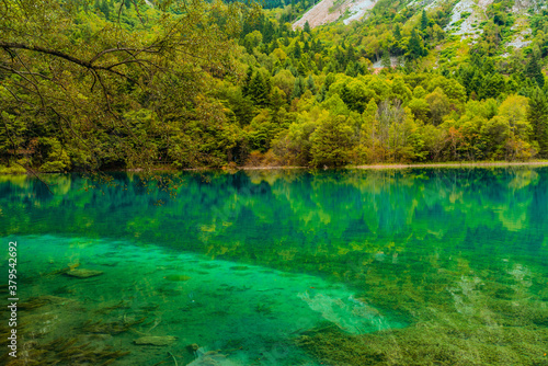 The beautiful turquoise water in  lakes with forest in Jiuzhai Valley  in Sichuan  China  summer time.