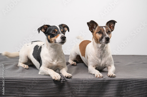 Two brown, black and white Jack Russell Terrier posing in a studio, in full length , copy space © Dasya - Dasya