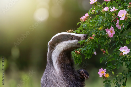 Standing European Badger is standing on his hind legs and sniffing a wild rose flower