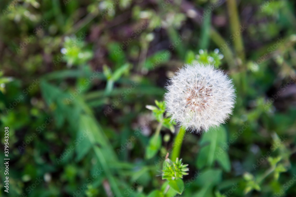 dandelion flower in spring time., fluff of dandelion dandelion flower in spring time., fluff of dandelion