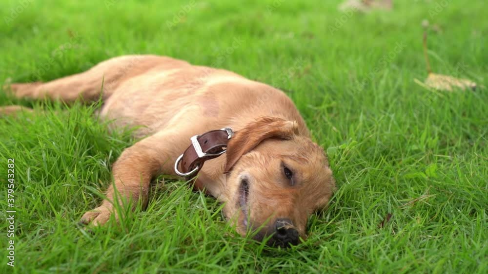 Golden puppies are gasping for breath in the heat of the lawn. Golden puppies are gasping for breath in the heat of the lawn.