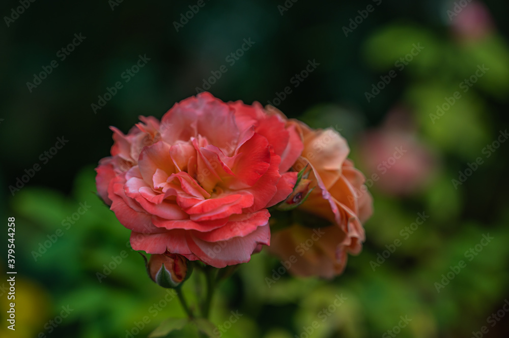 A selective focus shot of pink rose in a garden