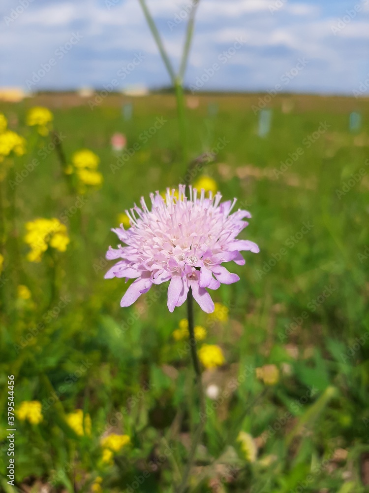 field of dandelions field of dandelions