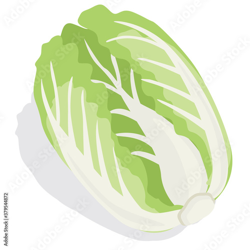 napa cabbage illustration