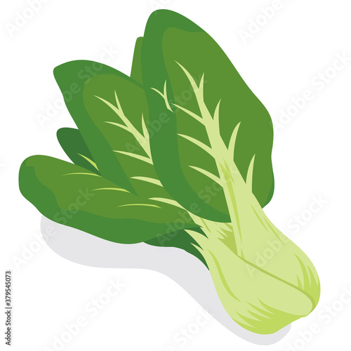 bok choy illustration